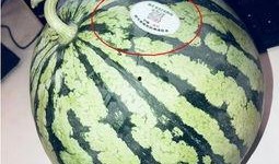 长春市网红吃瓜,揭秘城市生活趣味瞬间